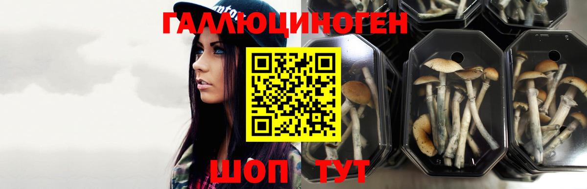 Славянск-на-Кубани  Псилоцибиновые грибы Psilocybe  Вход с VPN 